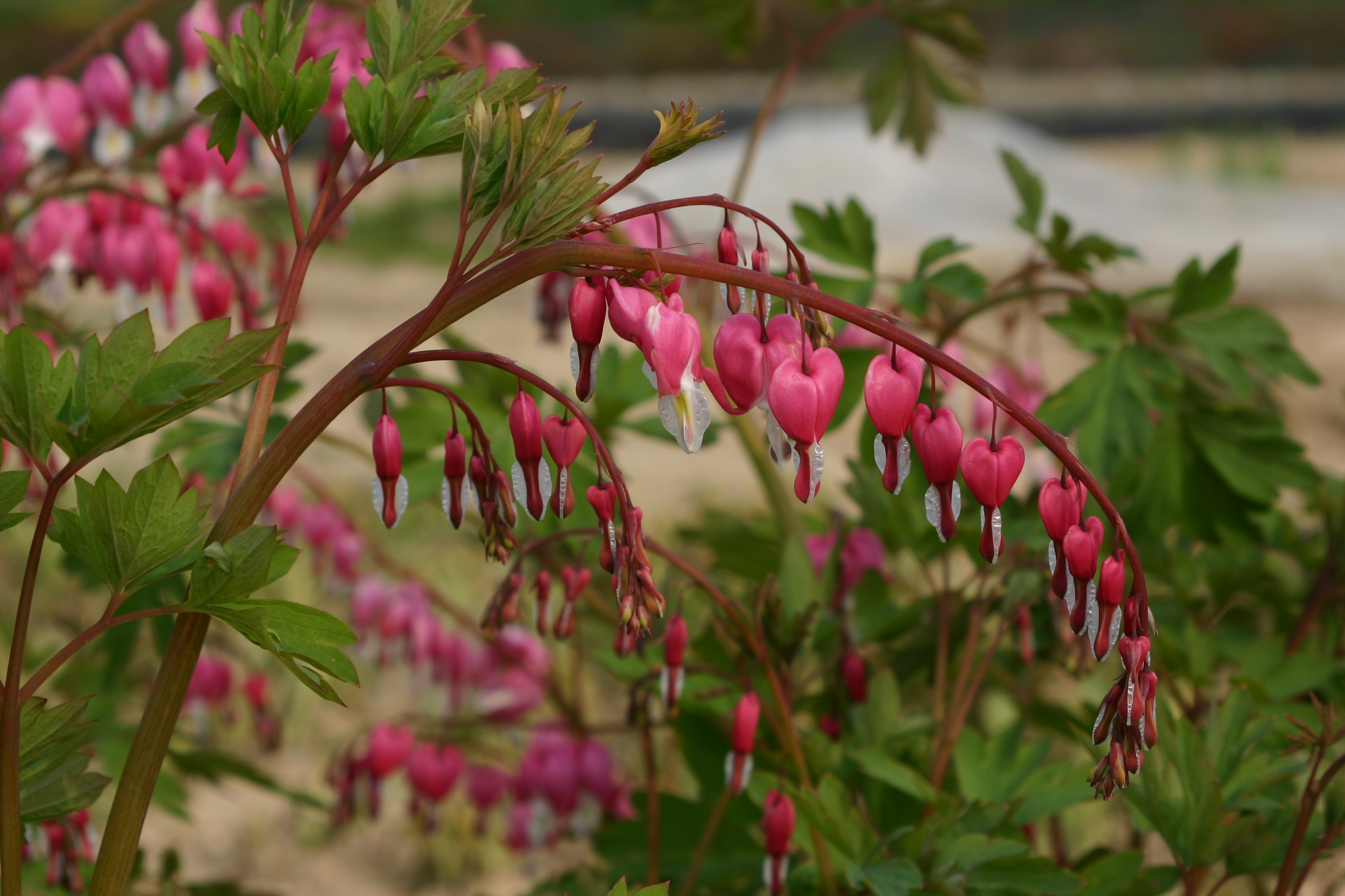Dicentra spectabili